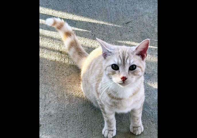 Cat Adoption Team of Stewart County (CATS) - Lil Man