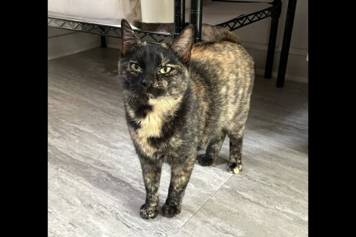 Cat Adoption Team of Stewart County (CATS) - Spring