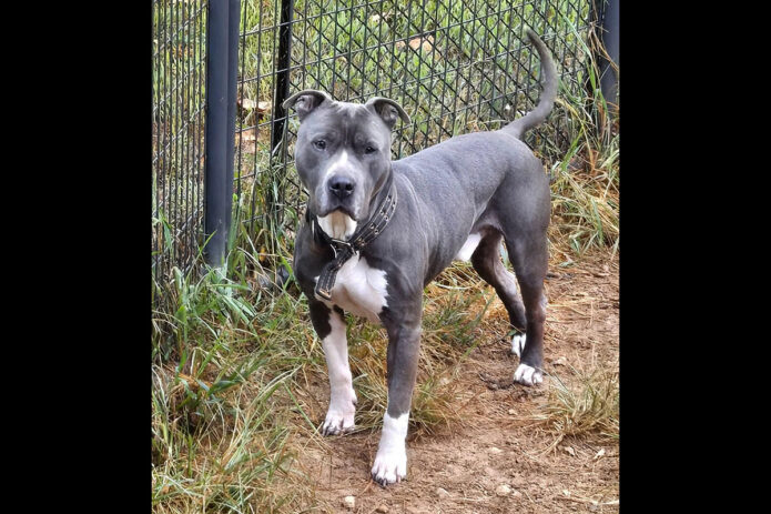 Companion Pet Rescue of Middle Tennessee - Kane