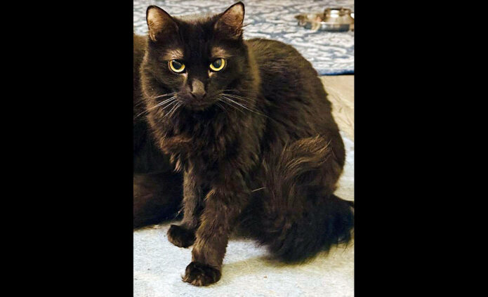 Finders Keepers Cat Rescue - Bella