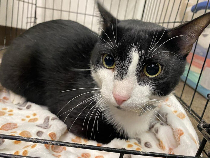 Finders Keepers Cat Rescue - Lightening