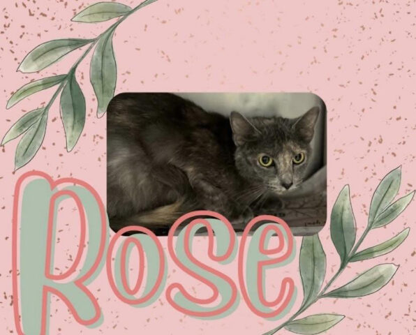 Finders Keepers Cat Rescue - Rose