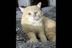 Finders Keepers Cat Rescue – Shrek