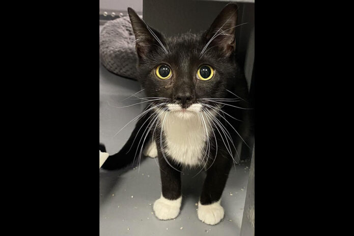 Finders Keepers Cat Rescue - Sylvester Smellone