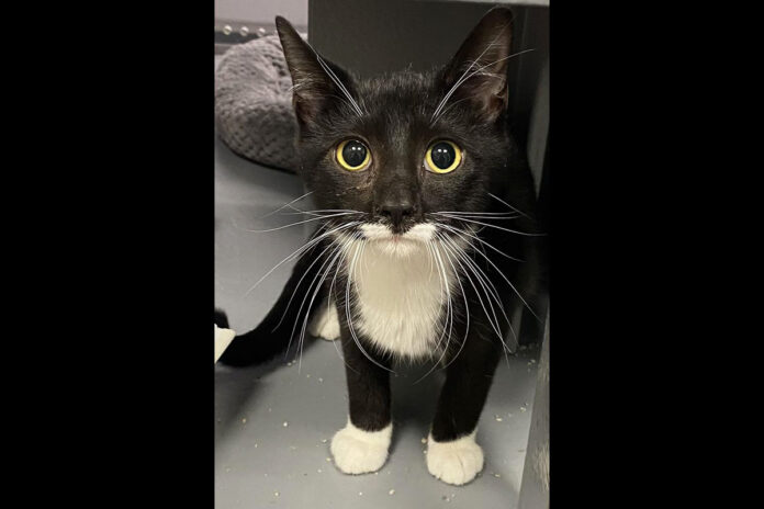 Finders Keepers Cat Rescue - Sylvester Smellone