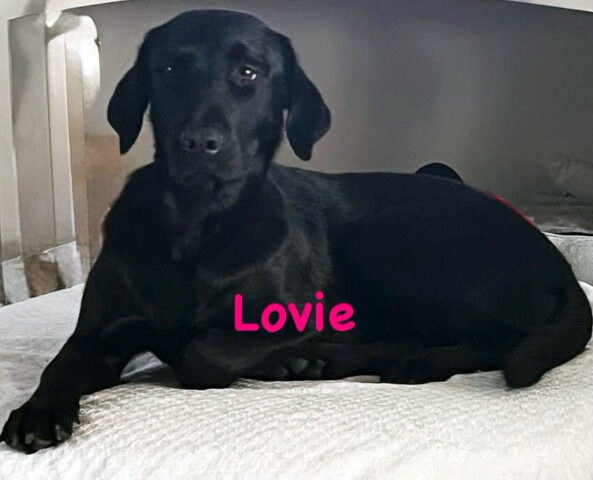 Hot Rod’s Garage - Lovie