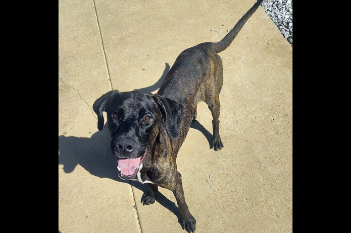 Kaylee’s Island of Misfit Dogs Rescue - Baloo