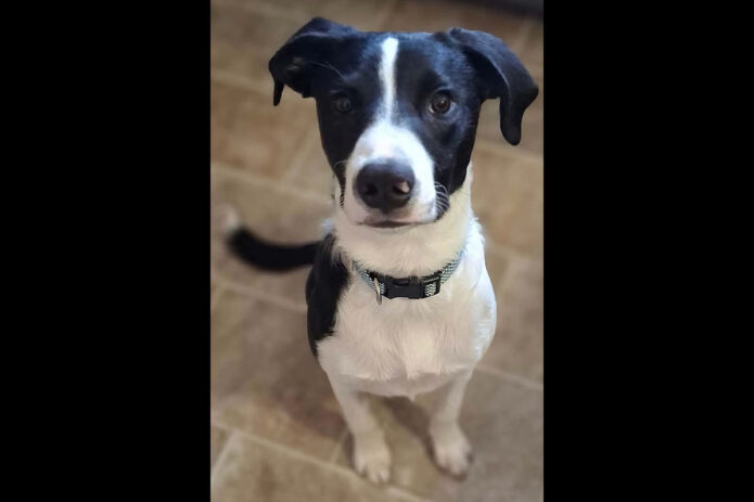 Kaylee’s Island of Misfit Dogs Rescue - Boogie