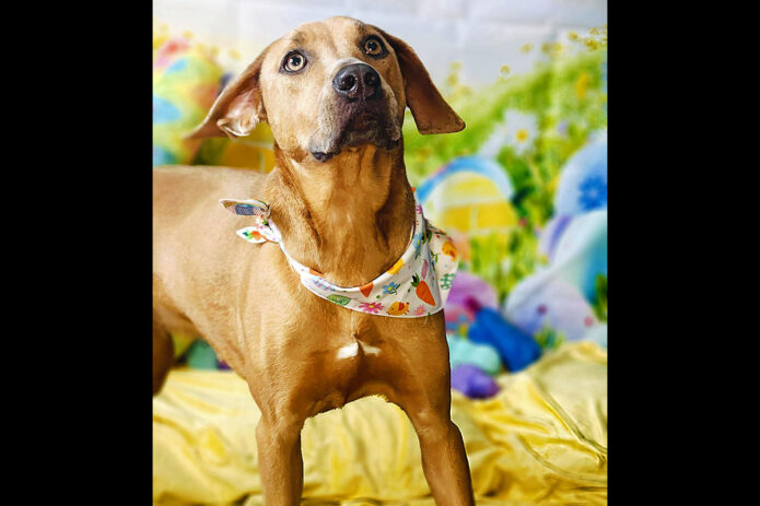 Kaylee’s Island of Misfit Dogs Rescue - Pumpkin