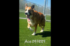 Montgomery County Animal Care and Control – Ace