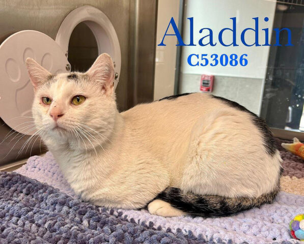 Montgomery County Animal Care and Control - Aladdin