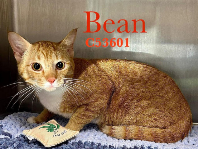 Montgomery County Animal Care and Control - Bean