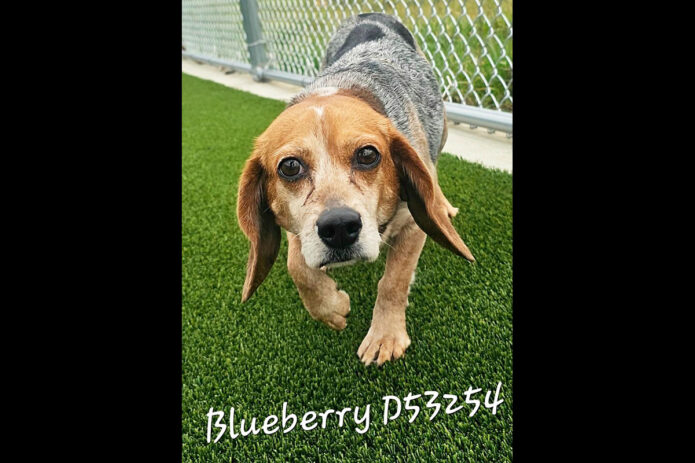 Montgomery County Animal Care and Control - Blueberry