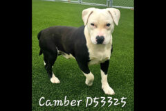 Montgomery County Animal Care and Control- Camber