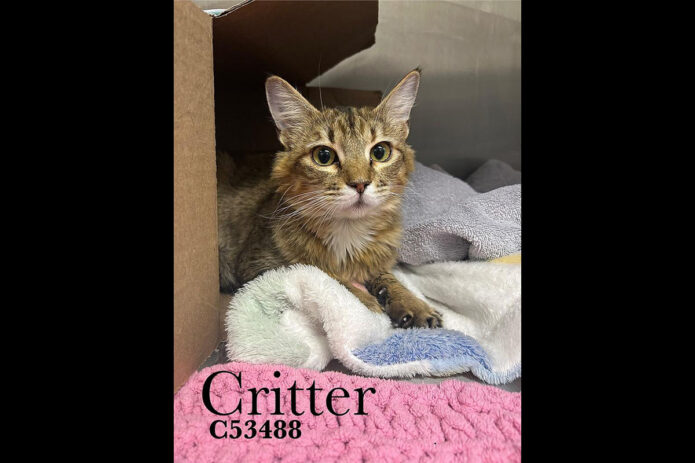 Montgomery County Animal Care and Control - Critter