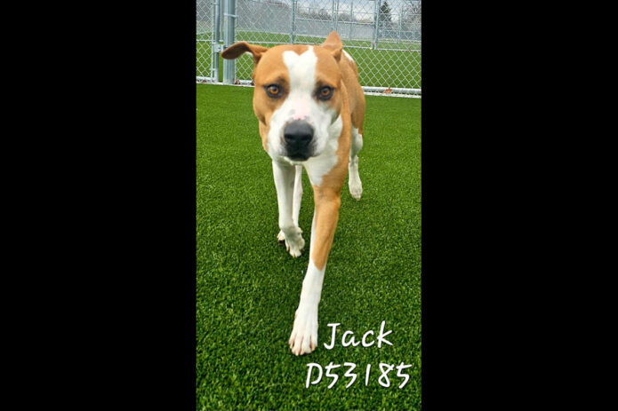 Montgomery County Animal Care and Control - Jack