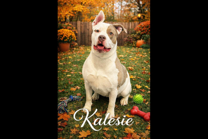 Montgomery County Animal Care and Control - Kalesie