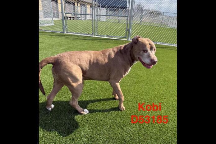 Montgomery County Animal Care and Control - Kobi