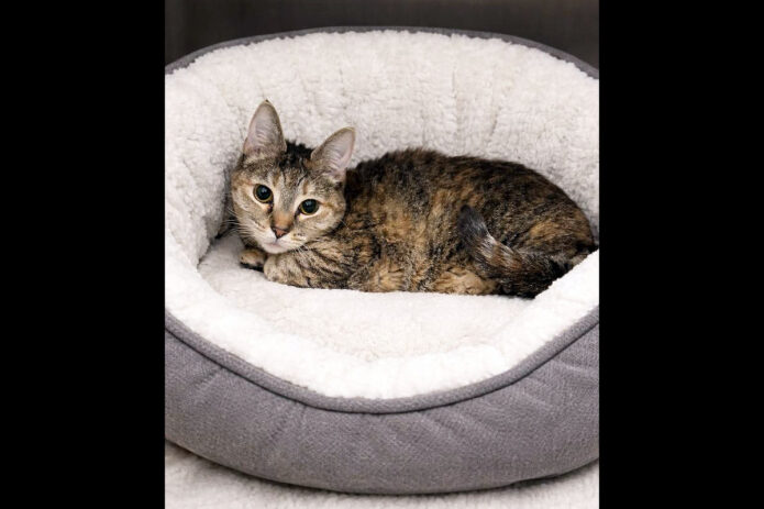 Montgomery County Animal Care and Control - Little Girl