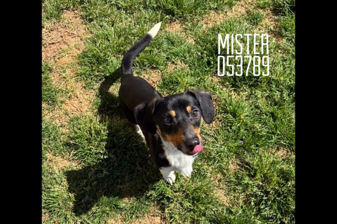Montgomery County Animal Care and Control -Mister