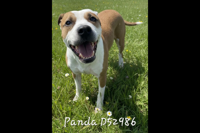 Montgomery County Animal Care and Control - Panda