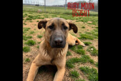 Montgomery County Animal Care and Control – Ruby Moon