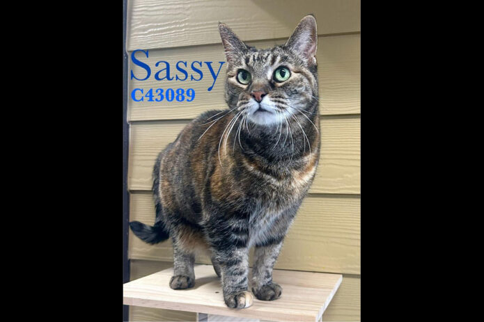 Montgomery County Animal Care and Control - Sassy