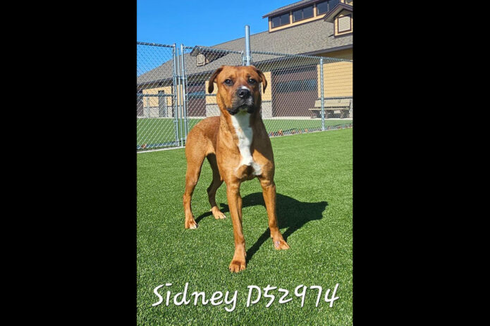 Montgomery County Animal Care and Control - Sidney