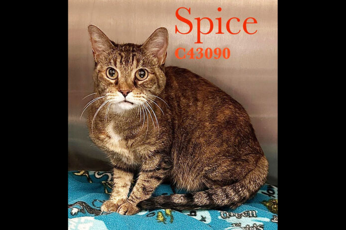 Montgomery County Animal Care and Control - Spice