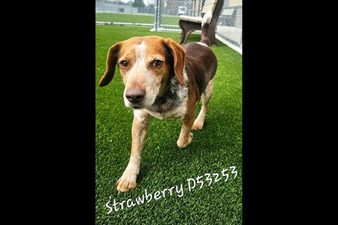 Montgomery County Animal Care and Control - Strawberry