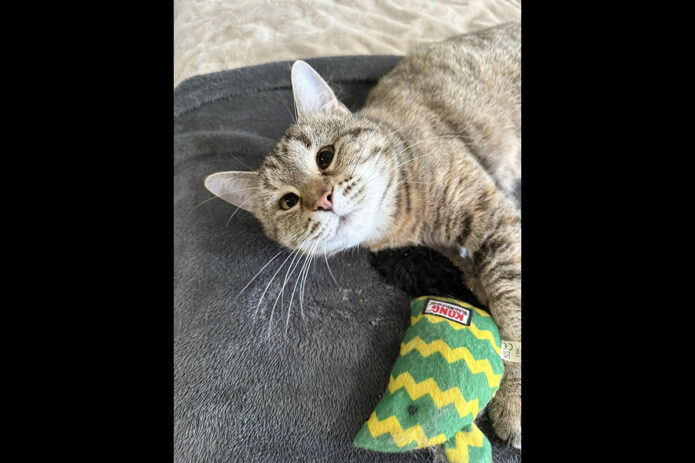 Puurrrfect Paws Rescue - Dottie