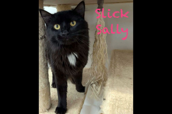 Puurrrfect Paws Rescue - Slick Sally
