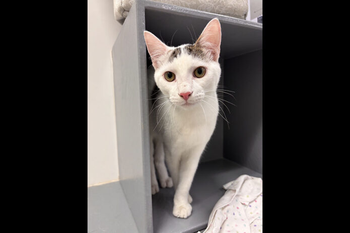 Saving Kittens Sanctuary - Corvus