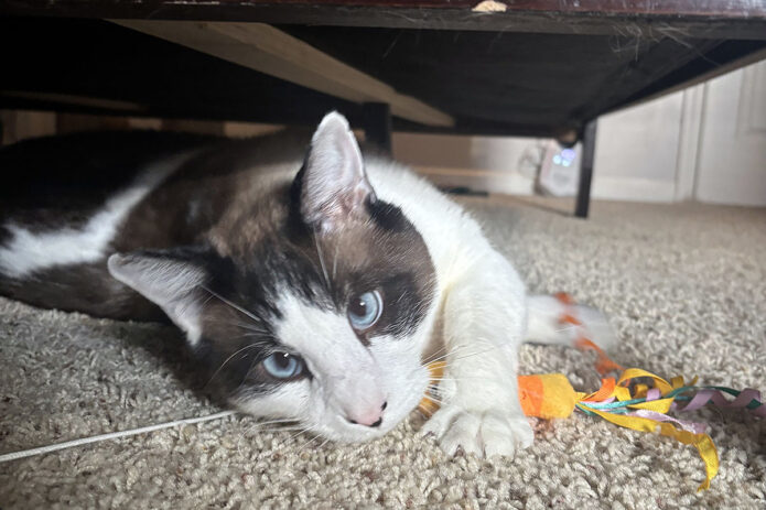 Saving Kittens Sanctuary - Lucky