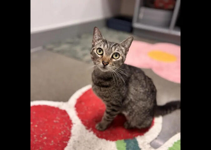 Saving Kittens Sanctuary - Tilly