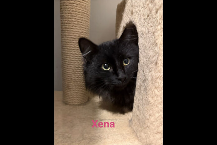 Saving Kittens Sanctuary - Xena