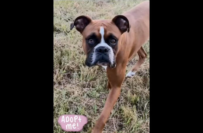 Two Ladies Caring Dog Rescue - Grady