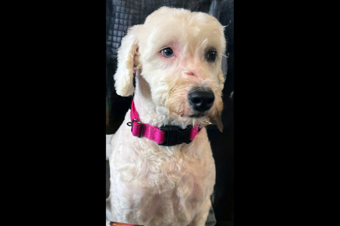 Two Ladies Caring Dog Rescue - Molly