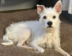 3 Friends Animal Rescue – Betsie