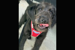 3 Friends Animal Rescue – Leonard