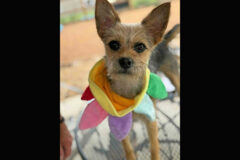 3 Friends Animal Rescue – Quinn