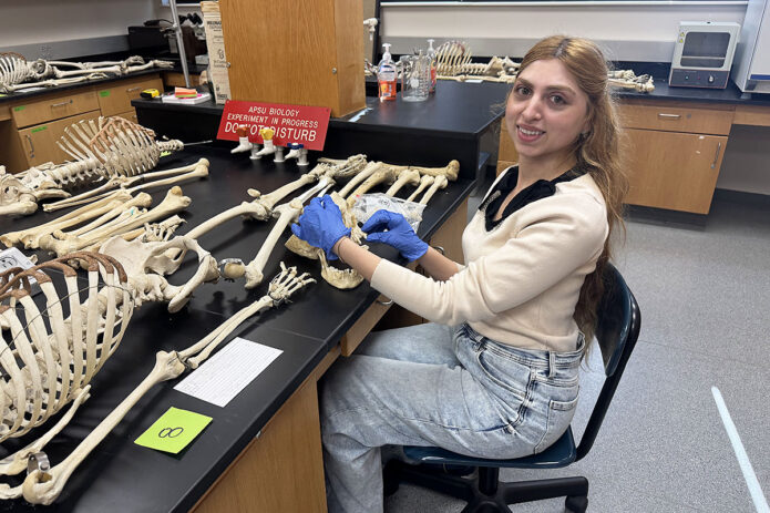 APSU biology major Kani Almousa uses forensic anthropology techniques to estimate the age of a skeleton previously used as a teaching tool for the department. (Dr. Amy Thompson)