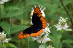 The Diana fritillary (Speyeria diana) is among the at-risk pollinator species that can be found in the Cumberland Plateau. The Southeastern Grasslands Institute aims to protect these ecosystems and support biodiversity. (Jared Gorrell)