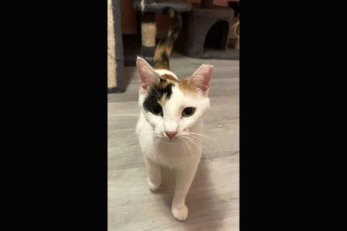 Cat Adoption Team of Stewart County (CATS) - Dottie