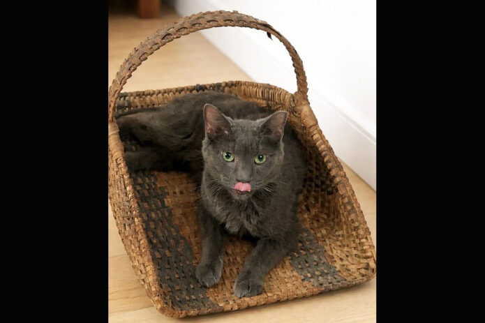 Finders Keepers Cat Rescue - Donkey