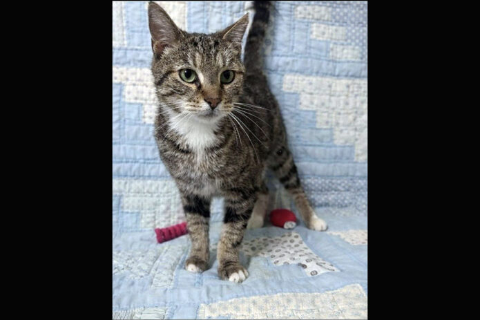 Finders Keepers Cat Rescue -Merlin