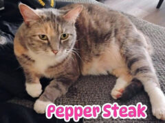 Finders Keepers Cat Rescue – Pepper Steak