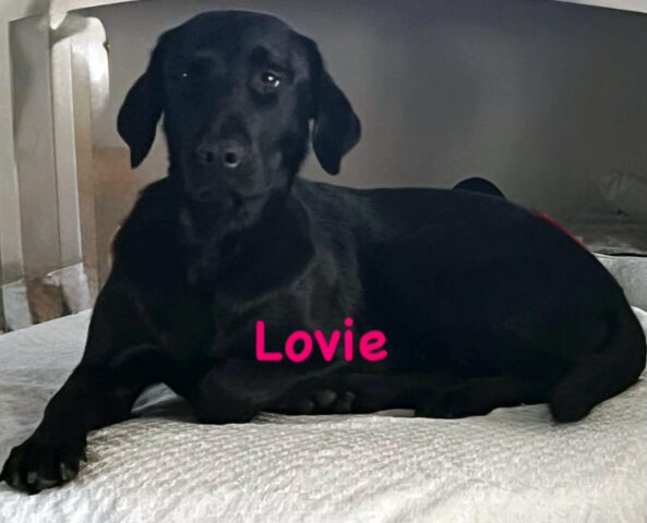 Hot Rod’s Garage - Lovie