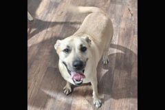 Kaylee’s Island of Misfit Dogs Rescue – Prudence Viola