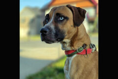 Kaylee’s Island of Misfit Dogs Rescue – Zuzu
